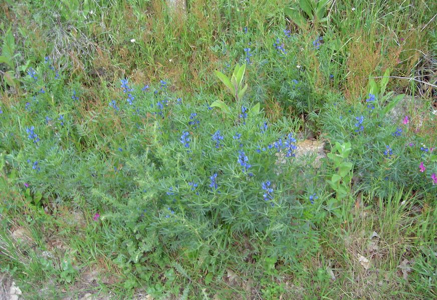 Lupinus angustifolius en fleurs dans une pelouse sèche en Espagne